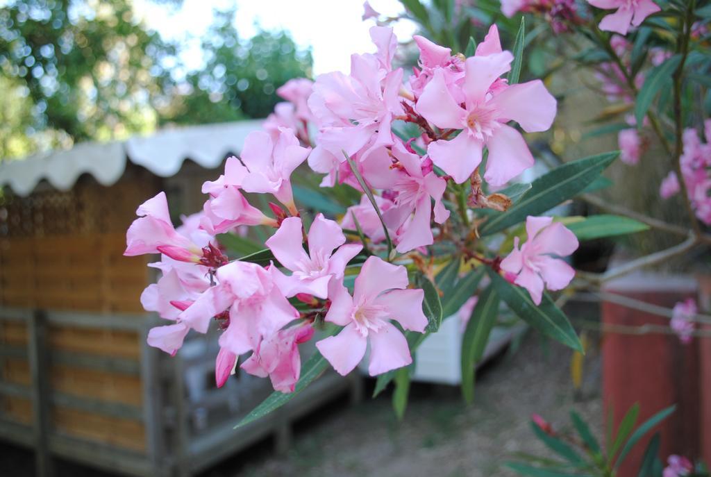 Camping Lou Cabasson Bormes-les-Mimosas Bagian luar foto